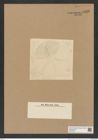 Actinoptychus sp. (de-Toni-Nr.: Genus 227) Zeichnungen Sammlung Grunow Nr. 9532 (NHMW-BOT-W0379524)